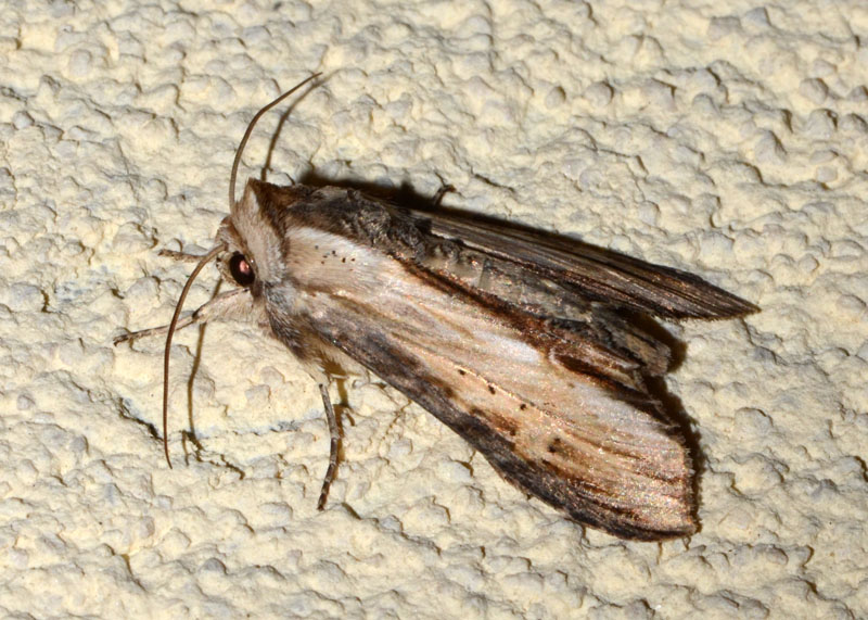 Cucullia (Shargacucullia) da determinare